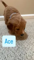Ace, a male Cavapoo and Golden Retriever for sale in Washington, DC – 1 of 2