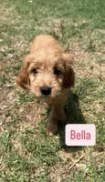 Bella, a female Cavapoo and Golden Retriever for sale in Bellevue, DC – 3 of 3