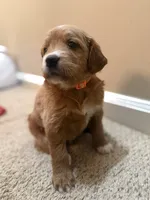 Amber, a female Cavapoo and Golden Retriever for sale in Washington, DC – 3 of 3