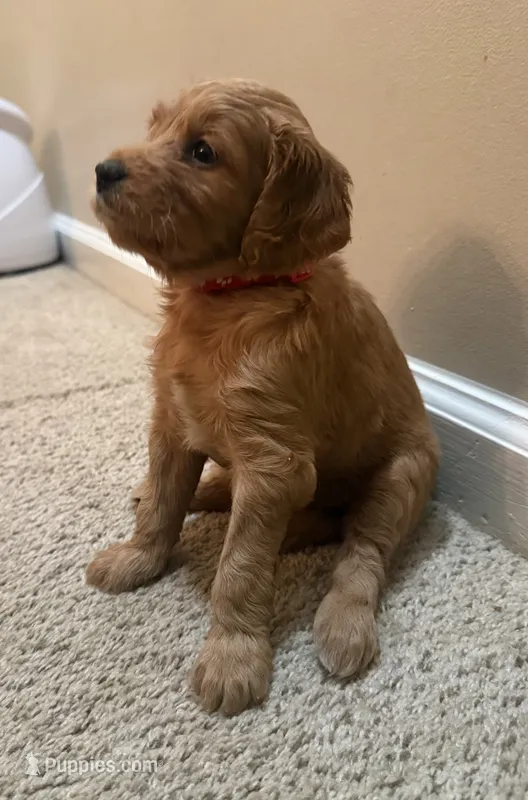 Bella – Cavapoo, Golden Retriever puppy for sale in Washington, DC