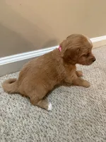 Mimi, a female Cavapoo and Golden Retriever for sale in Washington, DC – 2 of 3
