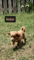 Amber, a female Cavapoo and Golden Retriever for sale in Bellevue, DC – 4 of 4
