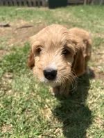 Ace, a male Cavapoo and Golden Retriever for sale in Bellevue, DC – 3 of 3
