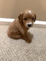 Amber, a female Cavapoo and Golden Retriever for sale in Washington, DC – 2 of 3
