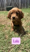 Lulu, a female Cavapoo and Golden Retriever for sale in Bellevue, DC – 4 of 4