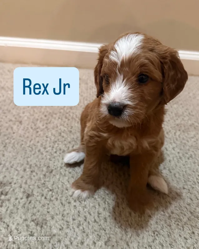 Rex Jr – Cavapoo, Golden Retriever puppy for sale in Washington, DC