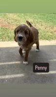 Penny, a female Cavapoo and Golden Retriever for sale in Bellevue, DC – 4 of 4