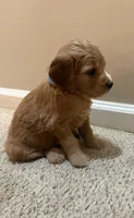 Ace, a male Cavapoo and Golden Retriever for sale in Washington, DC – 2 of 2