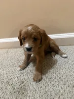 Ivy, a female Cavapoo and Golden Retriever for sale in Washington, DC – 2 of 3