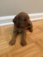 Lulu, a female Cavapoo and Golden Retriever for sale in Washington, DC – 2 of 3
