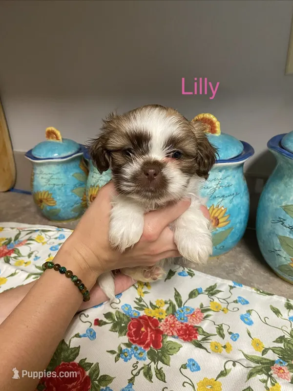 Lilly – Shih Tzu puppy for sale in Norris, SC