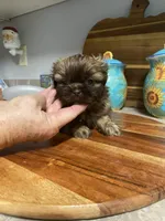 Stella, a female Shih Tzu for sale in Norris, SC – 4 of 5