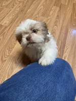 Max, a male Shih Tzu for sale in Norris, SC – 6 of 8
