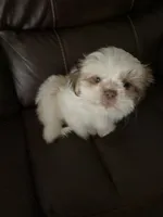 Max, a male Shih Tzu for sale in Norris, SC – 5 of 8