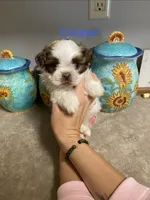 Cooper, a male Shih Tzu for sale in Norris, SC – 1 of 1