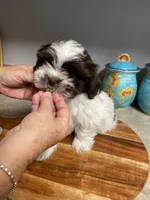 Rocky, a male Shih Tzu for sale in Norris, SC – 4 of 9