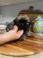 Yoshi, a male Shih Tzu for sale in Norris, SC – 7 of 7