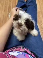 Rocky, a male Shih Tzu for sale in Norris, SC – 9 of 9