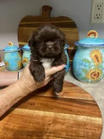 Amilia, a female Shih Tzu for sale in Norris, SC – 2 of 3