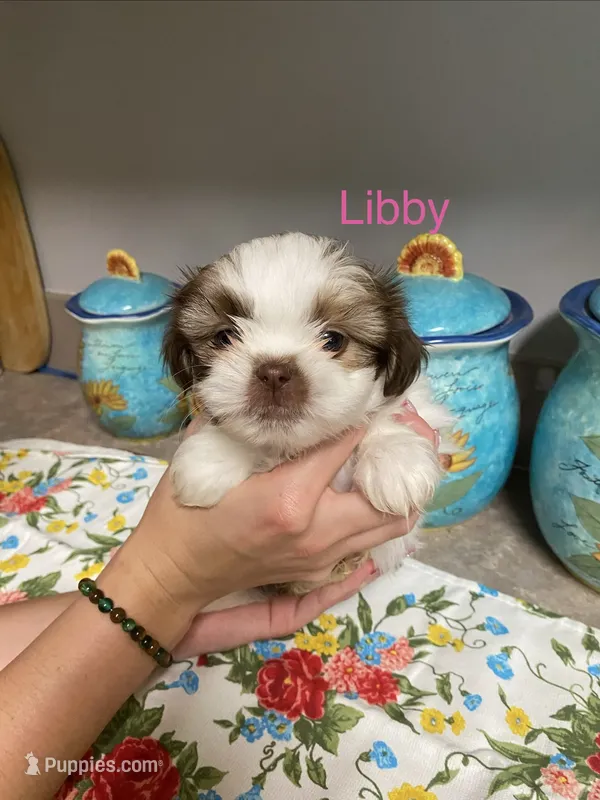 Libby  – Shih Tzu puppy for sale in Norris, SC