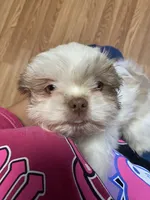 Max, a male Shih Tzu for sale in Norris, SC – 8 of 8
