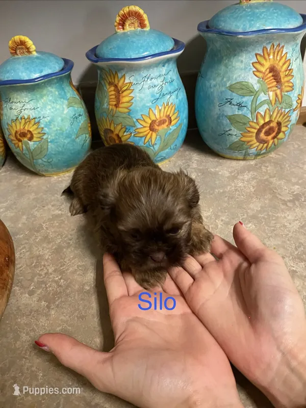 Silo – Shih Tzu puppy for sale in Norris, SC