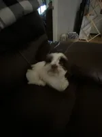 Rocky, a male Shih Tzu for sale in Norris, SC – 6 of 9