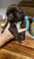 Amilia, a female Shih Tzu for sale in Norris, SC – 3 of 3