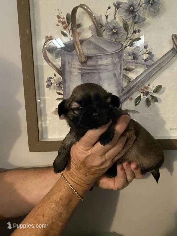 Luke – Shih Tzu puppy for sale in Norris, SC