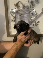 Luke, a male Shih Tzu for sale in Norris, SC – 1 of 1