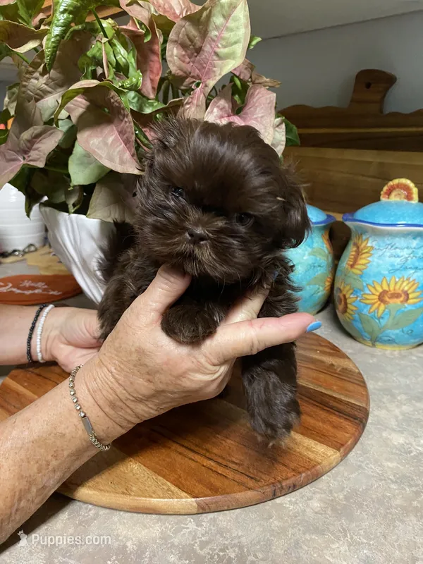 Isabelle – Shih Tzu puppy for sale in Norris, SC