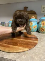 Tucker, a male Shih Tzu for sale in Norris, SC – 2 of 2