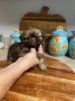Penelope, a female Shih Tzu for sale in Norris, SC – 1 of 2