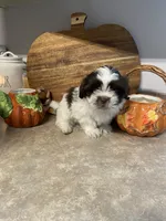 Rocky, a male Shih Tzu for sale in Norris, SC – 3 of 9