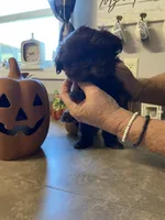 Isabelle, a female Shih Tzu for sale in Norris, SC – 2 of 3