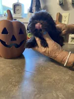Isabelle, a female Shih Tzu for sale in Norris, SC – 3 of 3