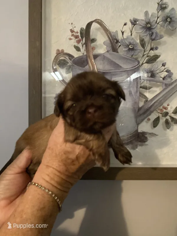 valley – Shih Tzu puppy for sale in Norris, SC