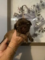 valley, a female Shih Tzu for sale in Norris, SC – 1 of 1