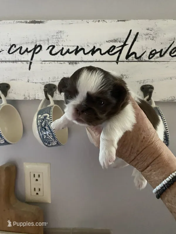 Mindy – Shih Tzu puppy for sale in Norris, SC