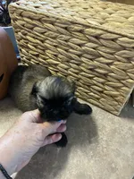 Yoshi, a male Shih Tzu for sale in Norris, SC – 2 of 7