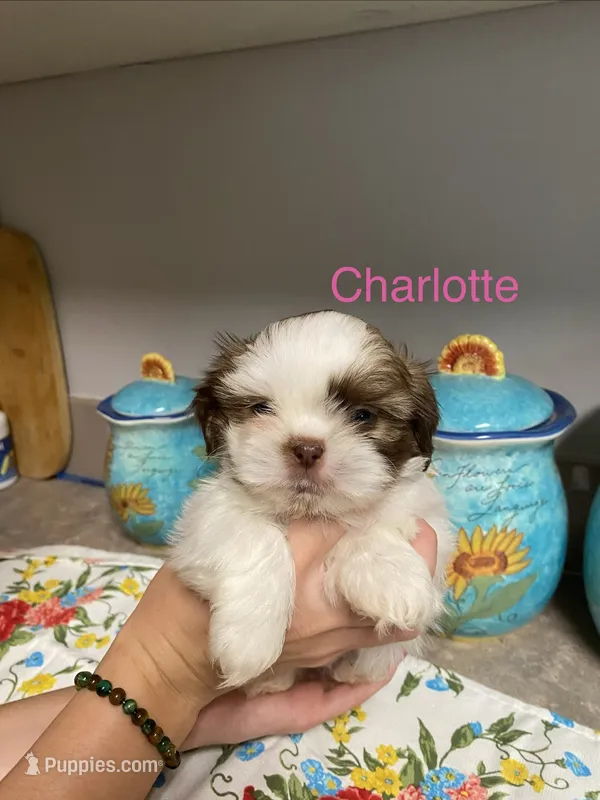 Charlotte – Shih Tzu puppy for sale in Norris, SC