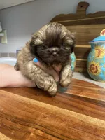 Stella, a female Shih Tzu for sale in Norris, SC – 3 of 5