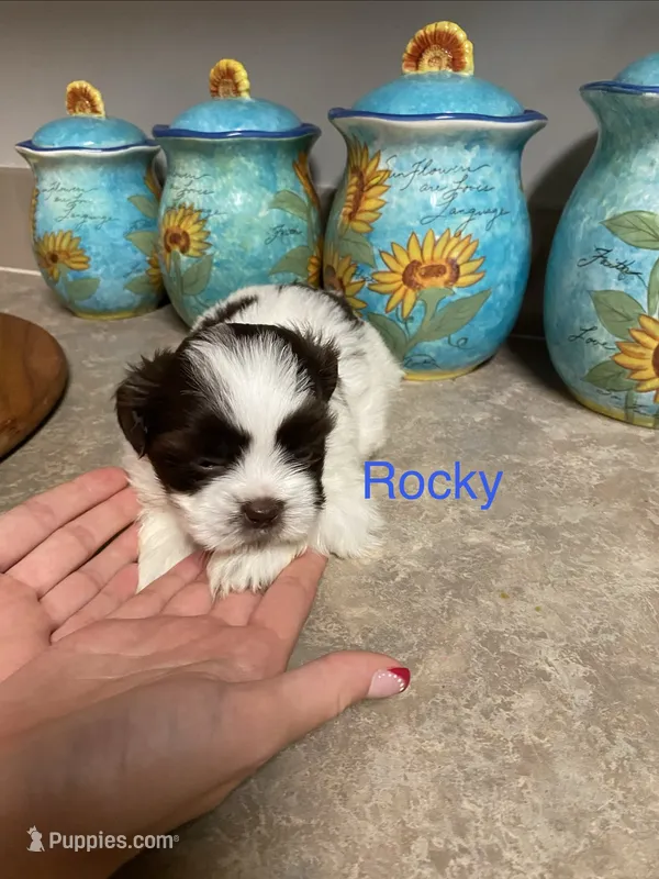 Rocky – Shih Tzu puppy for sale in Norris, SC