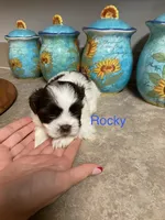 Rocky, a male Shih Tzu for sale in Norris, SC – 1 of 1