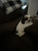 Rocky, a male Shih Tzu for sale in Norris, SC – 7 of 9