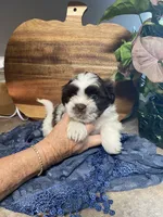 Rocky, a male Shih Tzu for sale in Norris, SC – 2 of 9