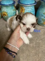 Max, a male Shih Tzu for sale in Norris, SC – 1 of 1