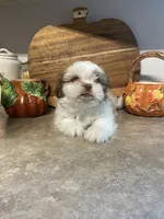 Max, a male Shih Tzu for sale in Norris, SC – 4 of 8