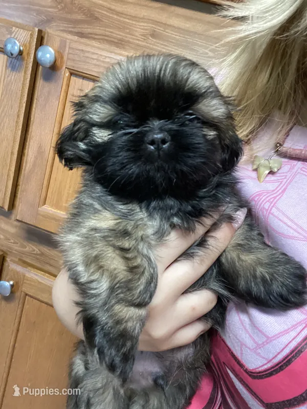 Yoshi – Shih Tzu puppy for sale in Norris, SC