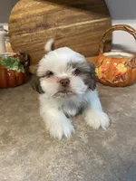 Max, a male Shih Tzu for sale in Norris, SC – 3 of 8